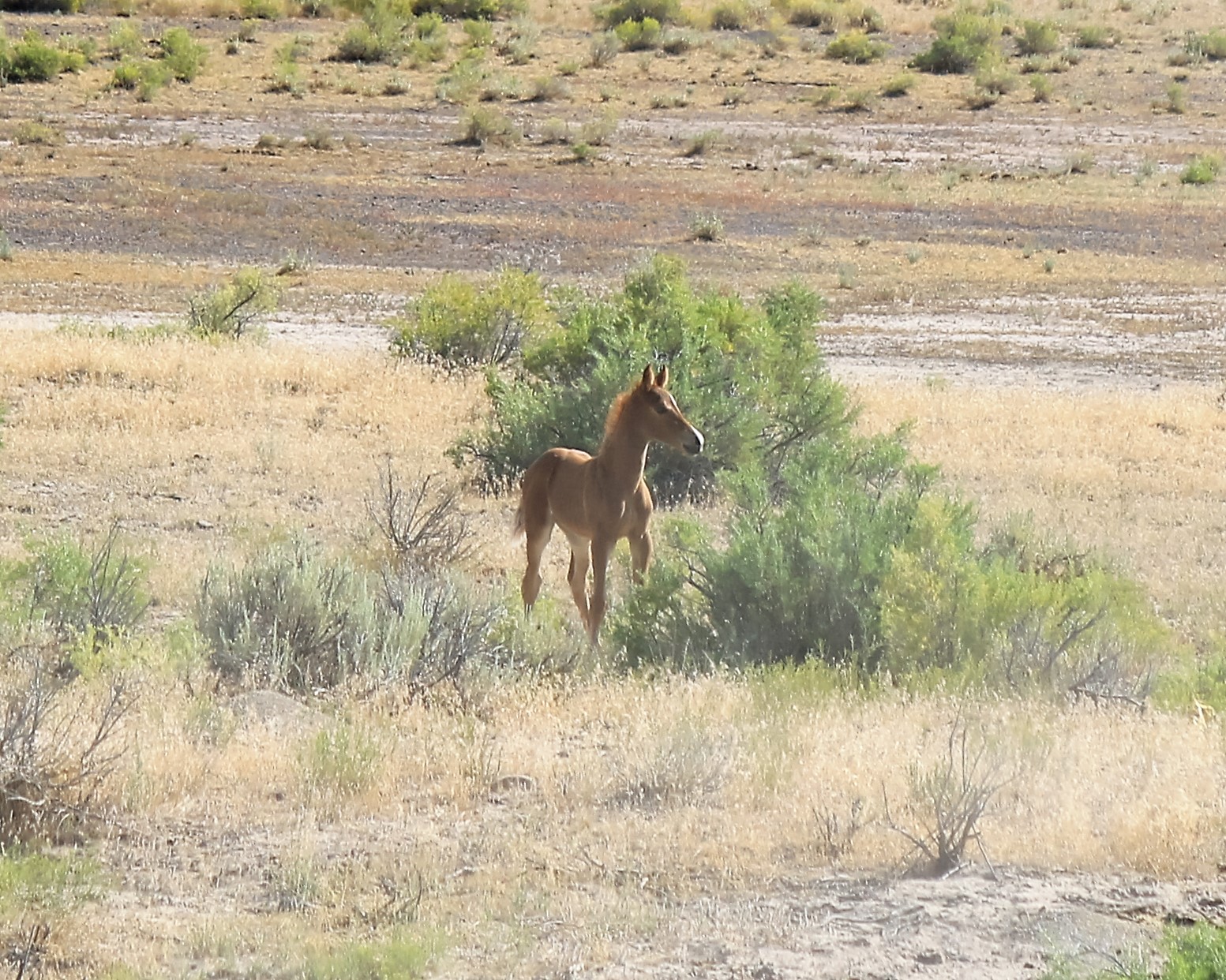 Handsome foal south of Ouray