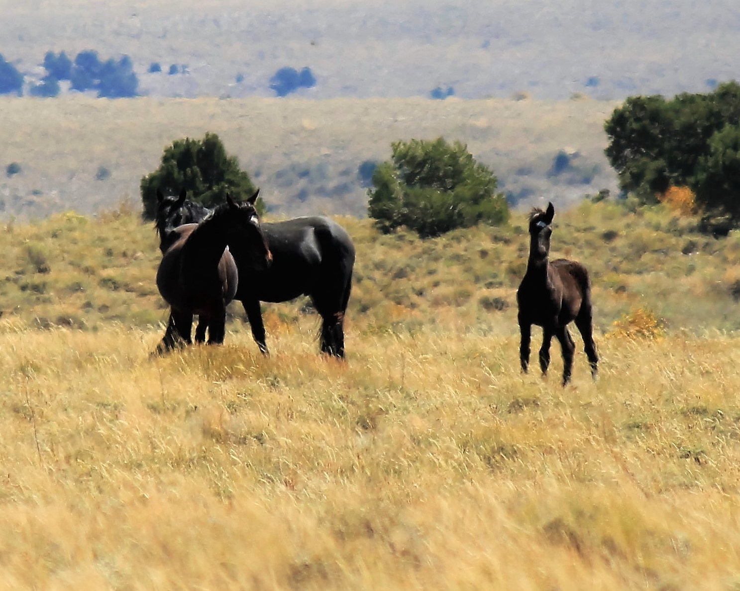 Small family on the plateau beside Cold Springs Road.