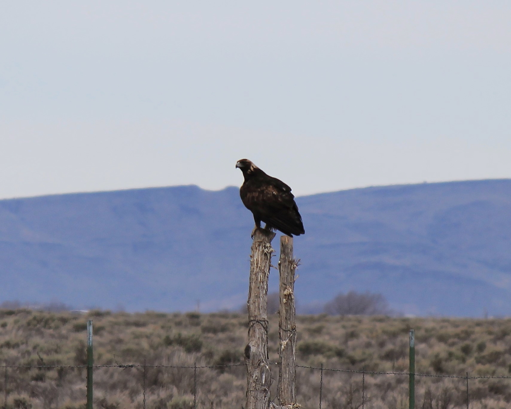 Silver naped Golden Eagle along Antelope Rd