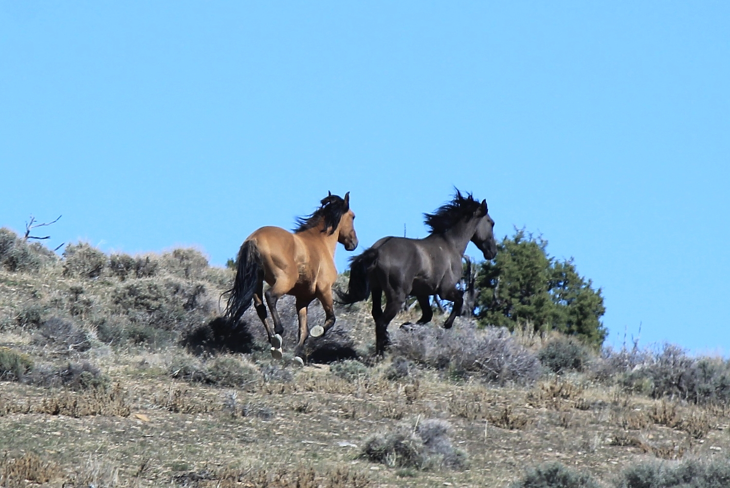 Conger Mountain Pair 1