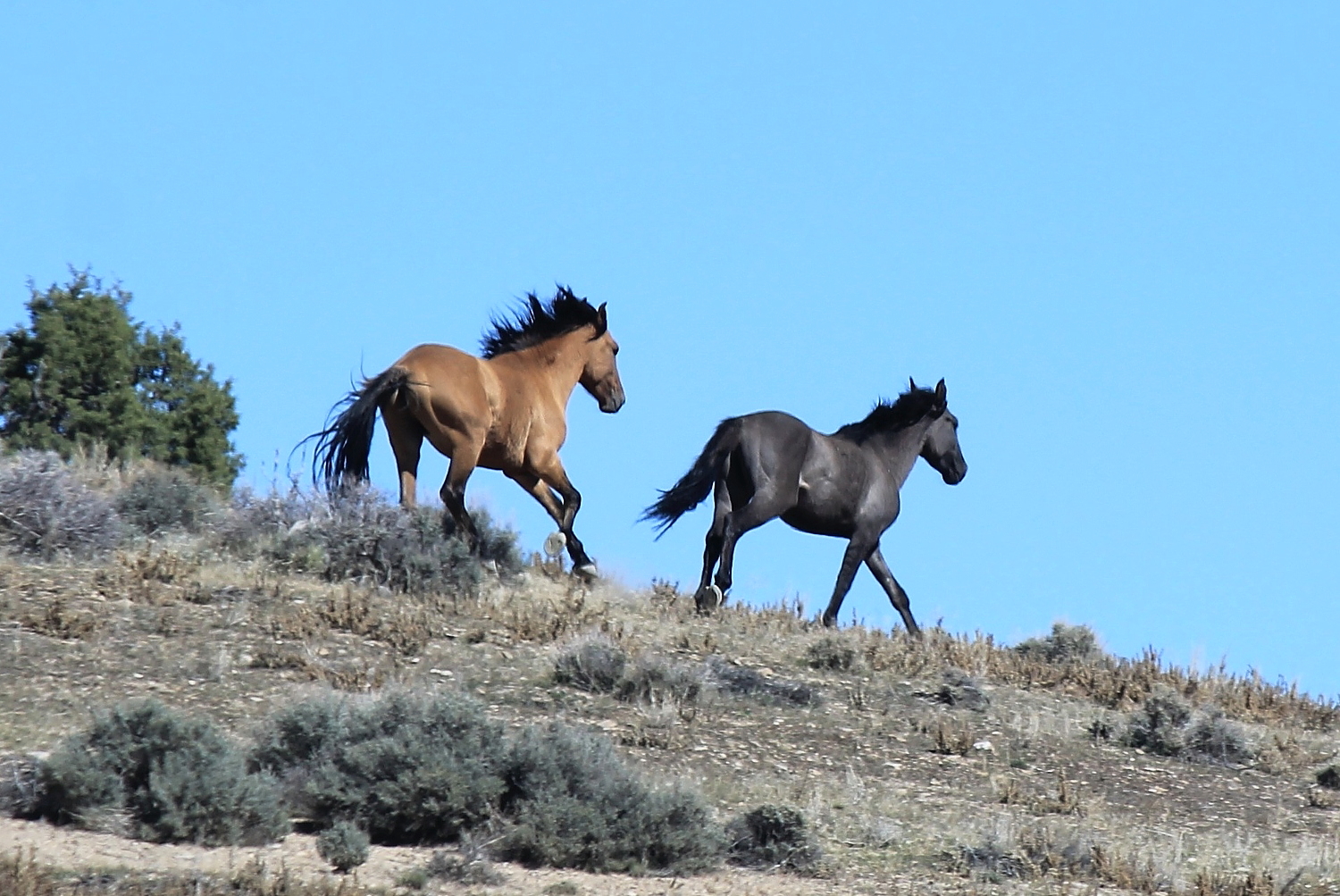 Conger Mountain Pair 2