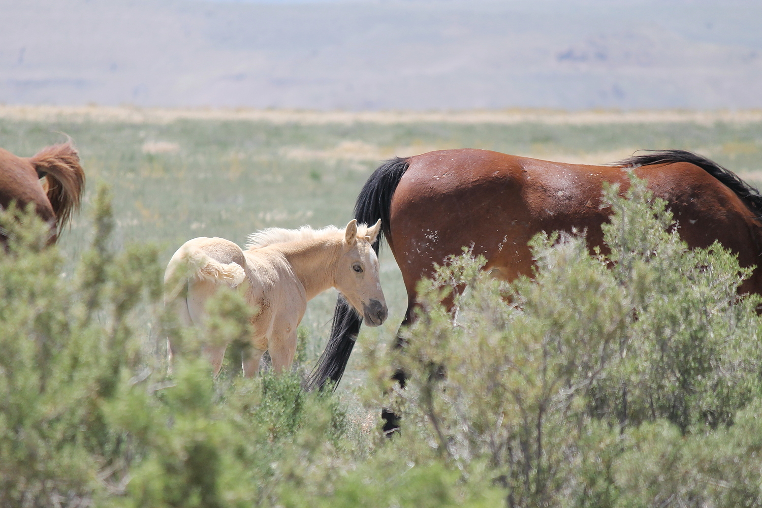 Blonde Onaqui Foal