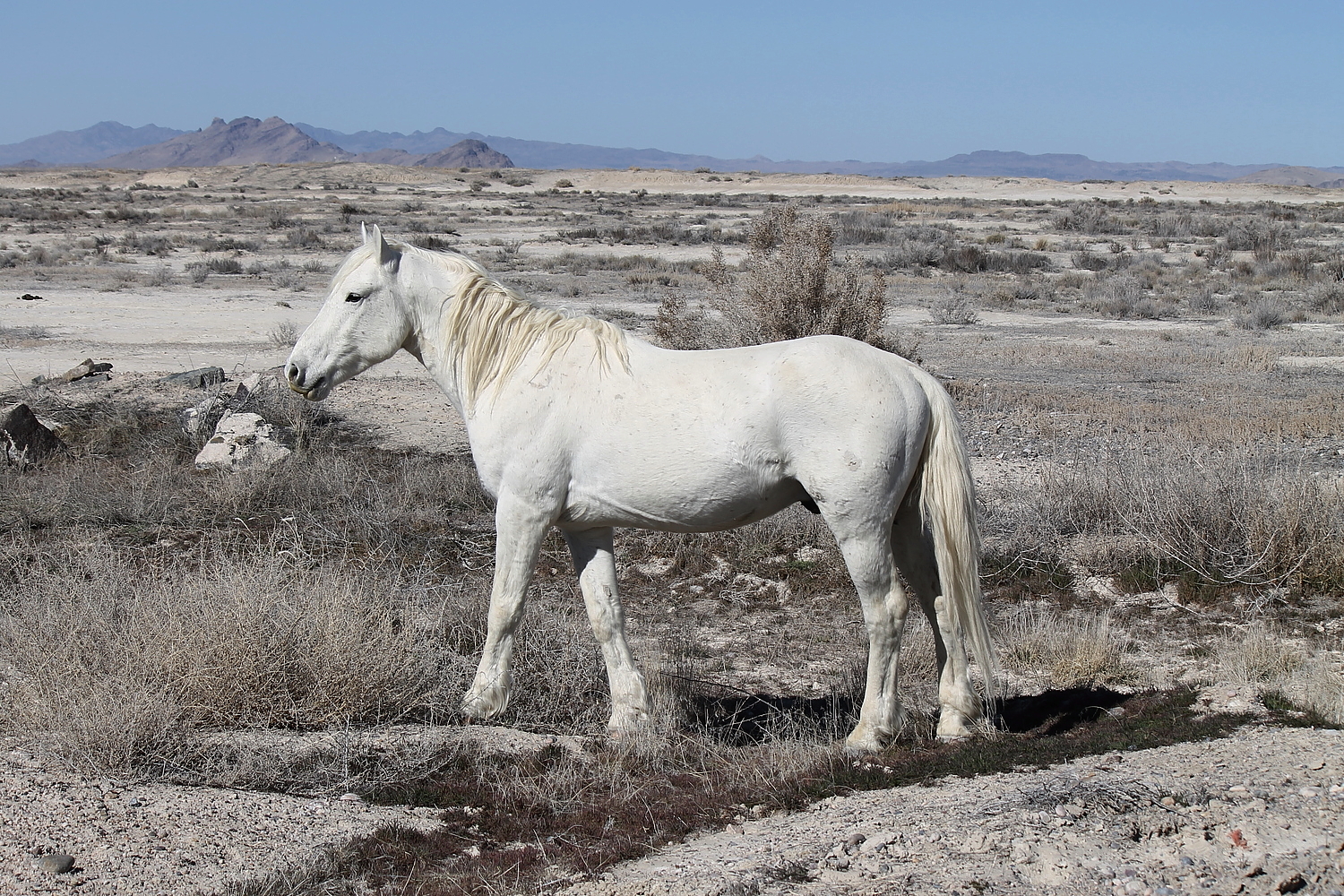 Onaqui White Stallion
