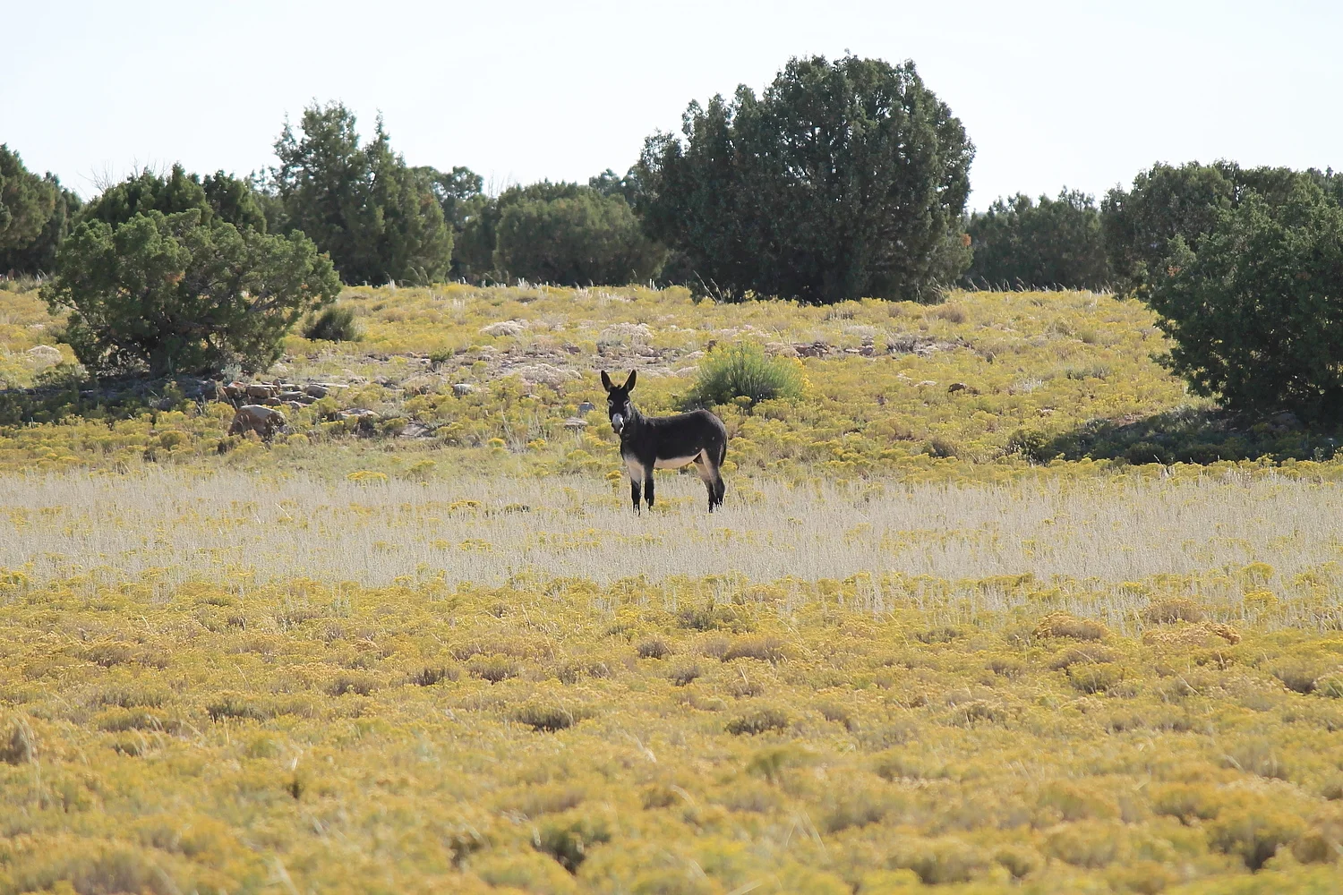 Sinbad Burro 1