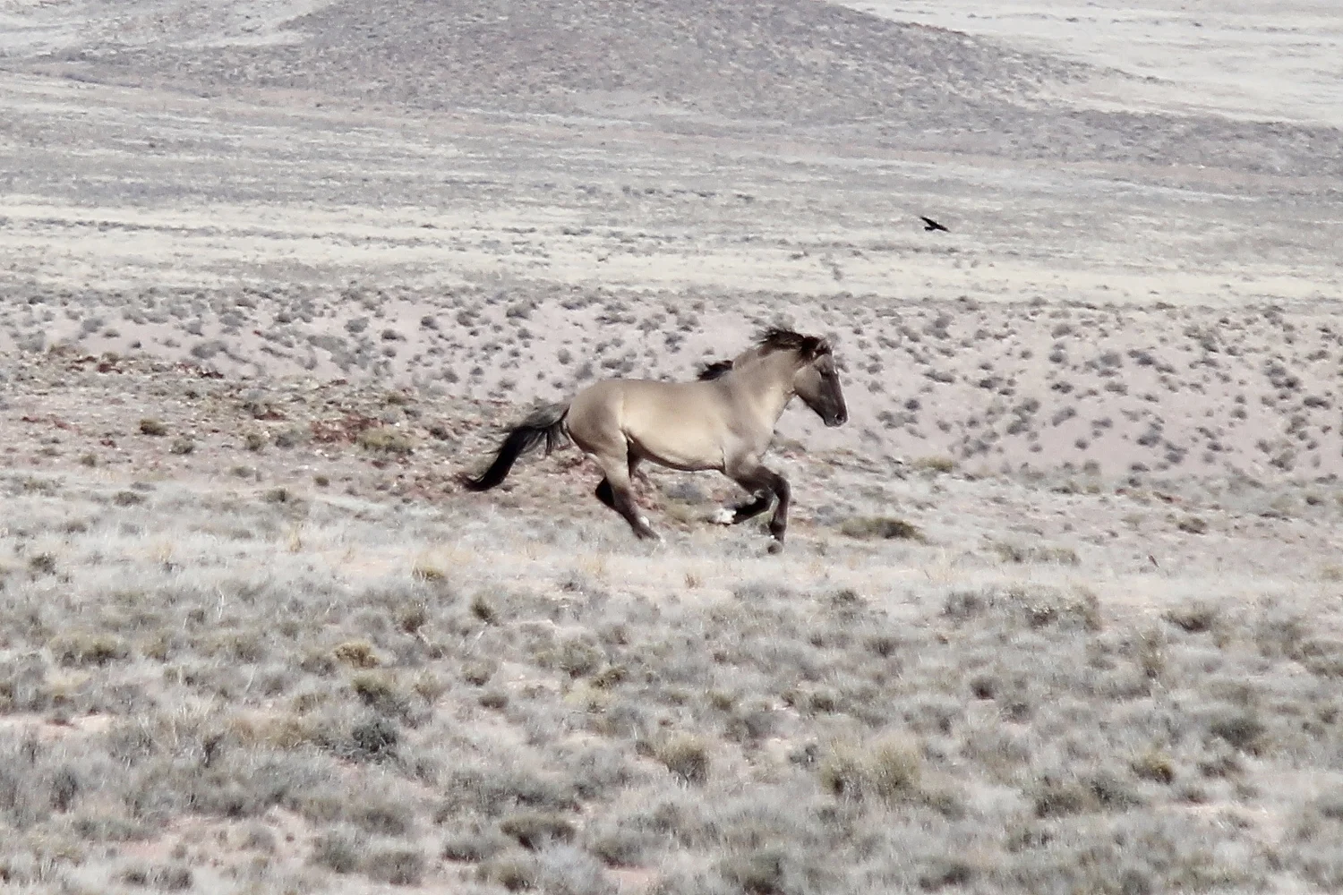 Sulphur Racer 2