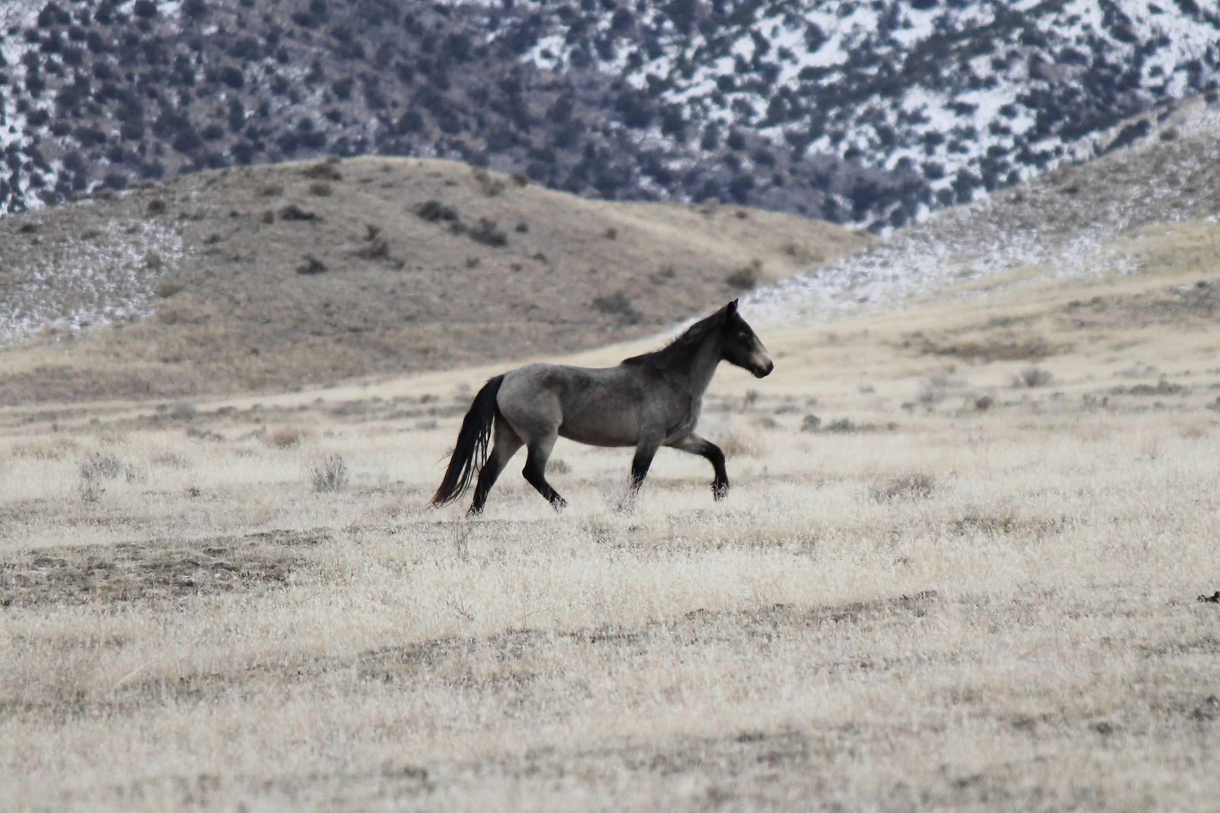 Shaded Grey near Cedar Spring