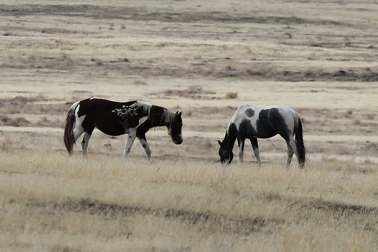 Fascinating coloration on a Cedar Mountains pair