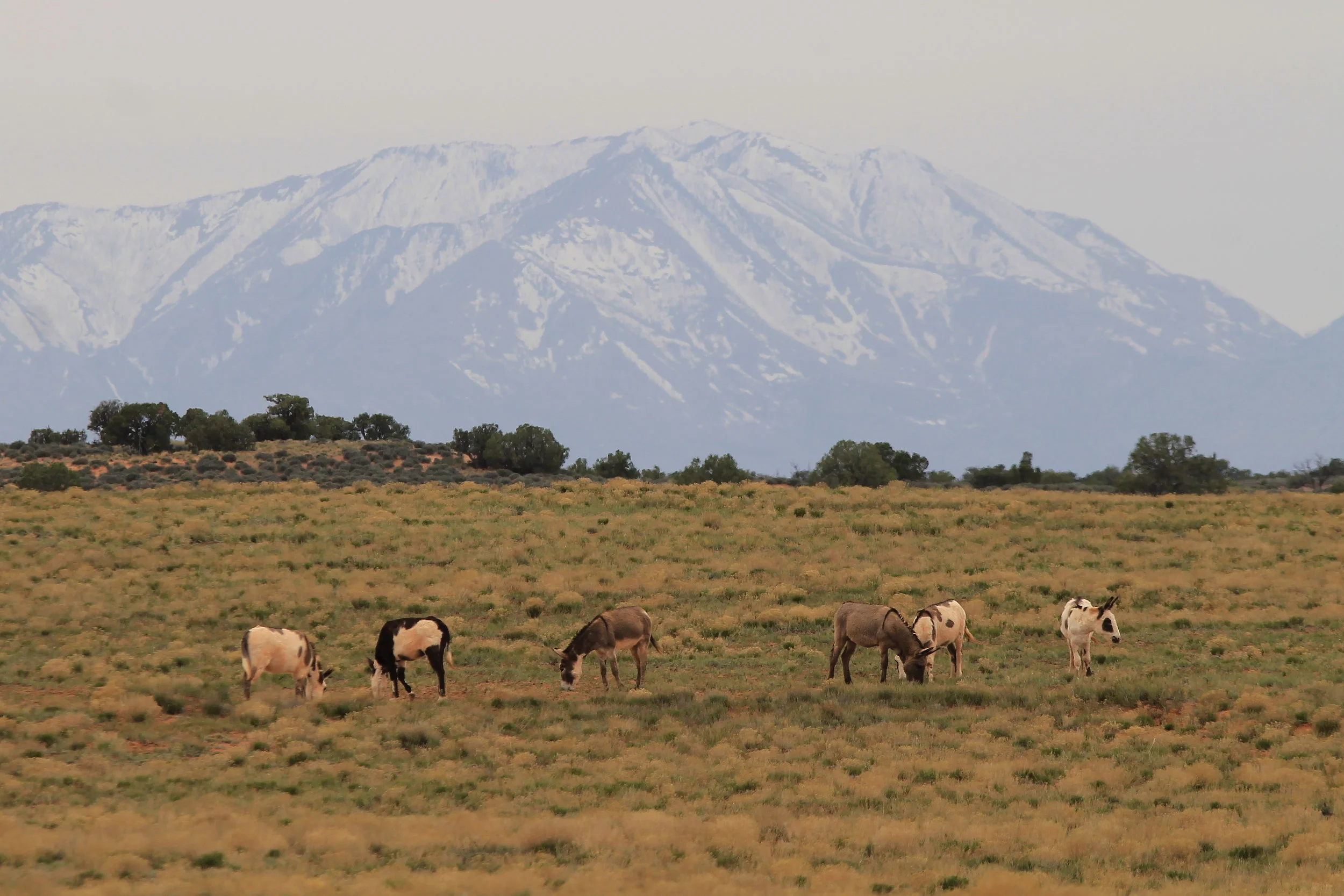 Members of a band grazing beside Roost Road.