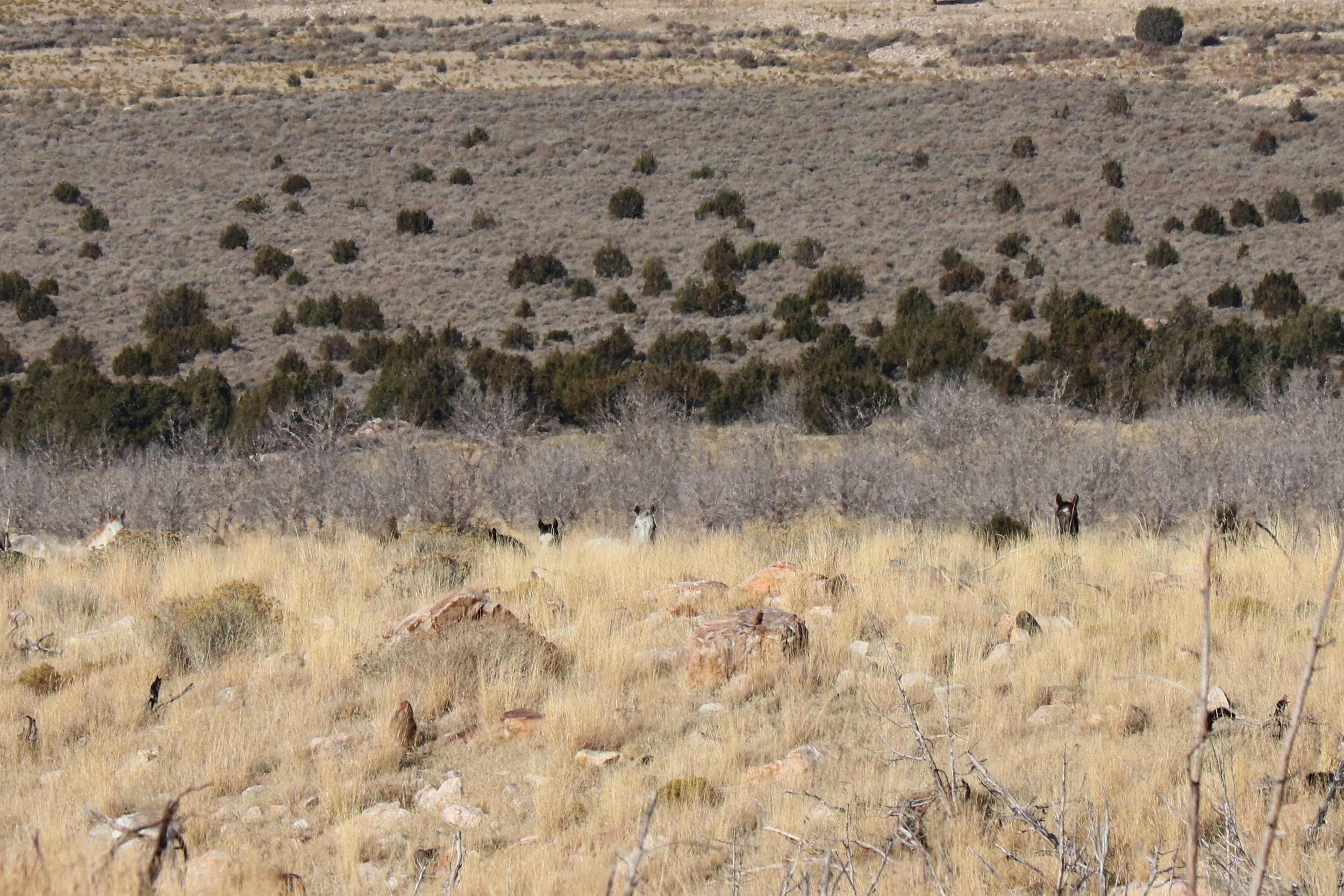 Second band spying me from behind a ridge