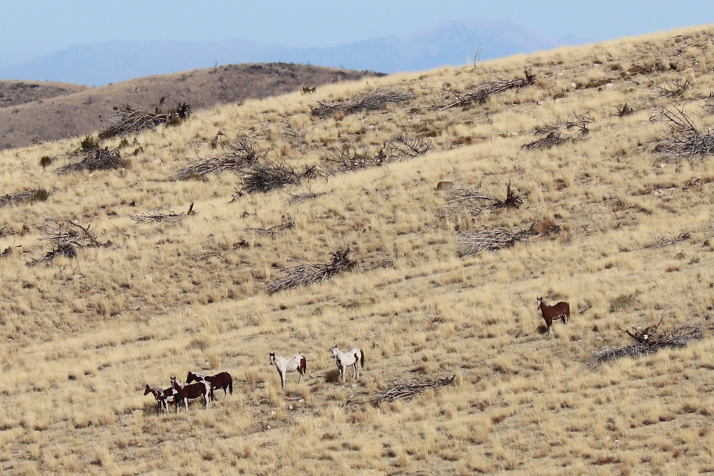 First band grazing down the slope