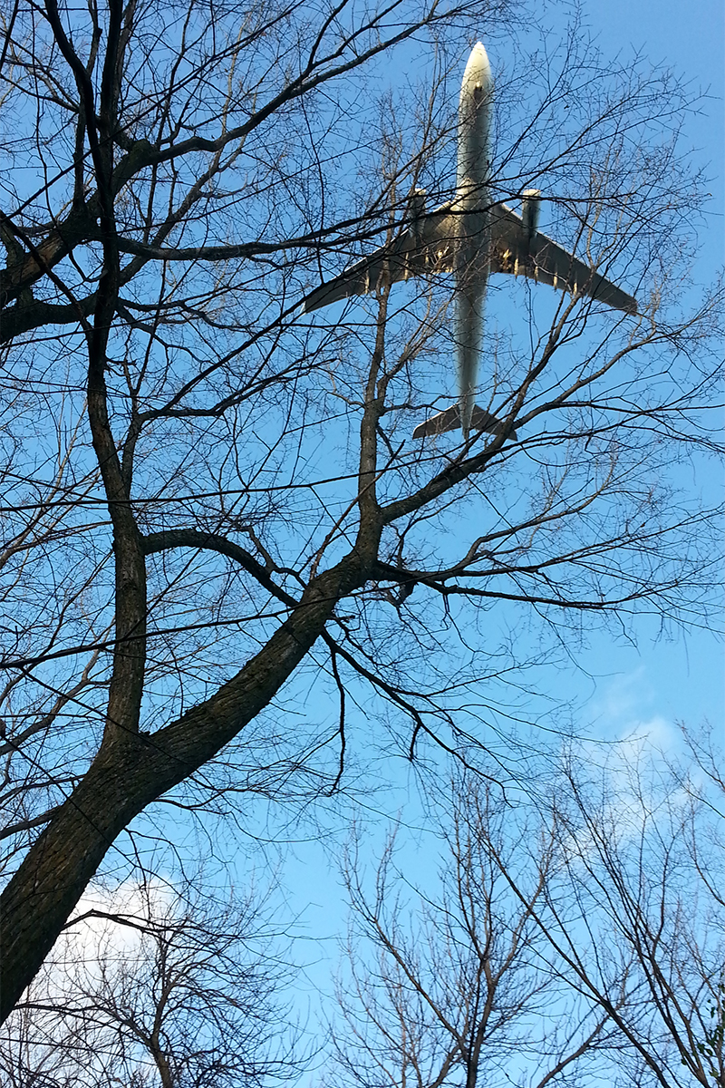 Voler bas / Flying low / Boisé du Parc Marcel-Laurin / St-Laurent / 2014