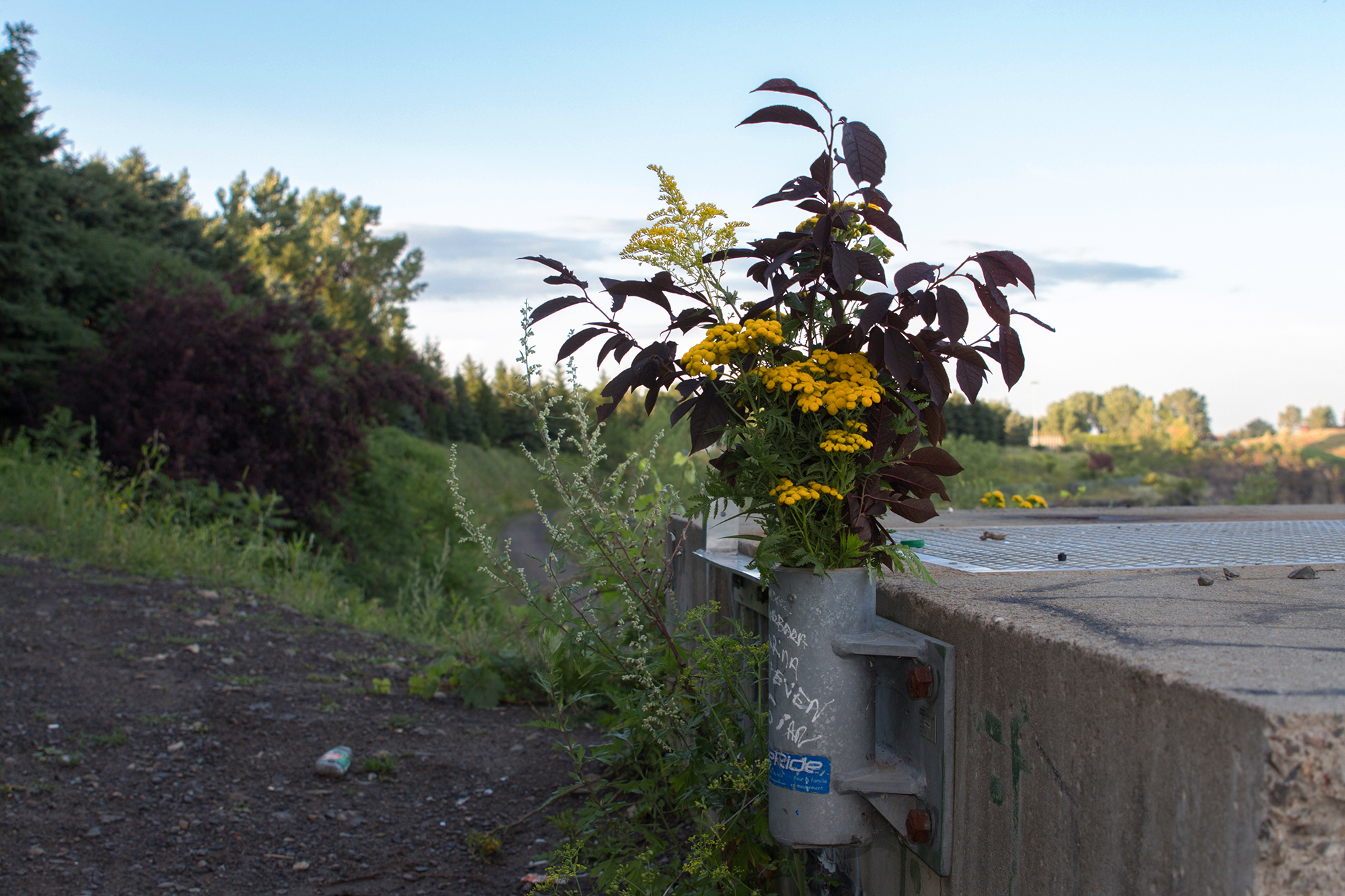 Les fleurs sauvages / Wild flowers / Parc du Complexe environnemental de St-Michel / St-Michel / 2015