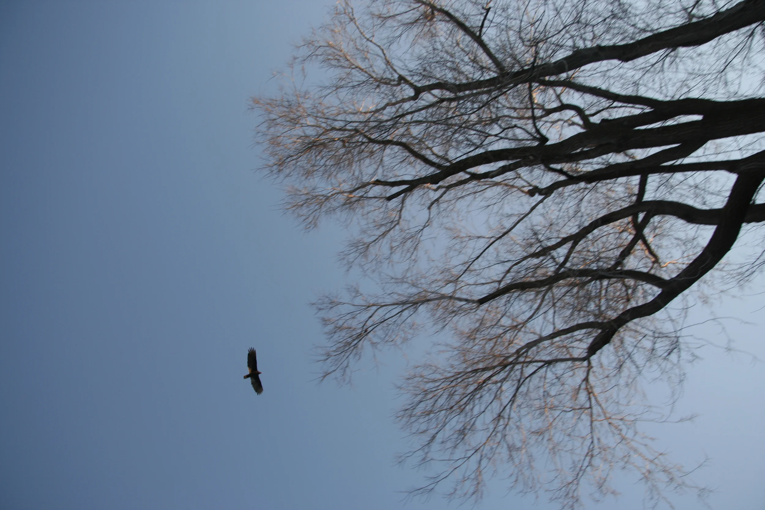 Urubu / Vulture / Sault-au-Récollet / 2008