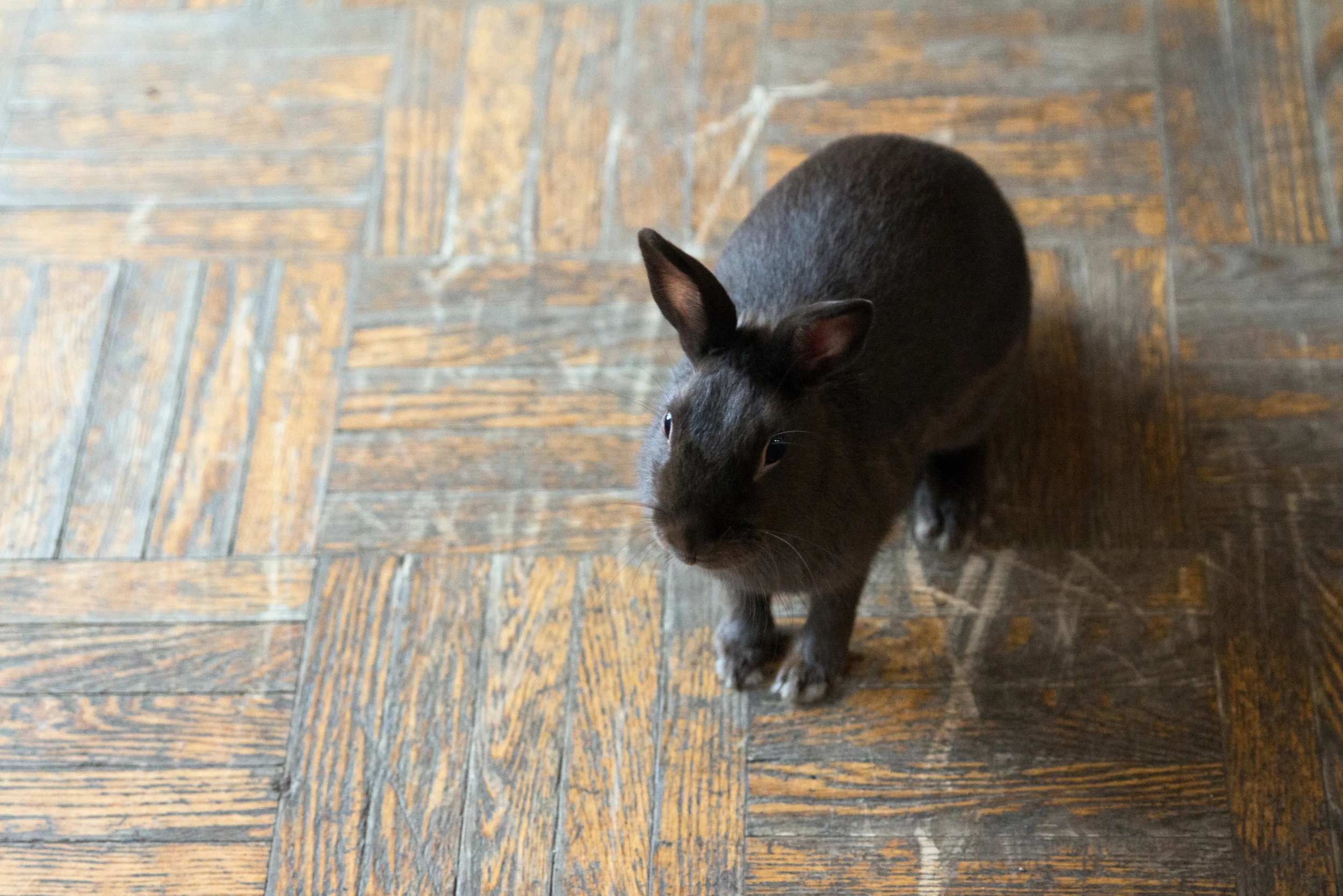 La lapine Cacahuète, favorite des enfants