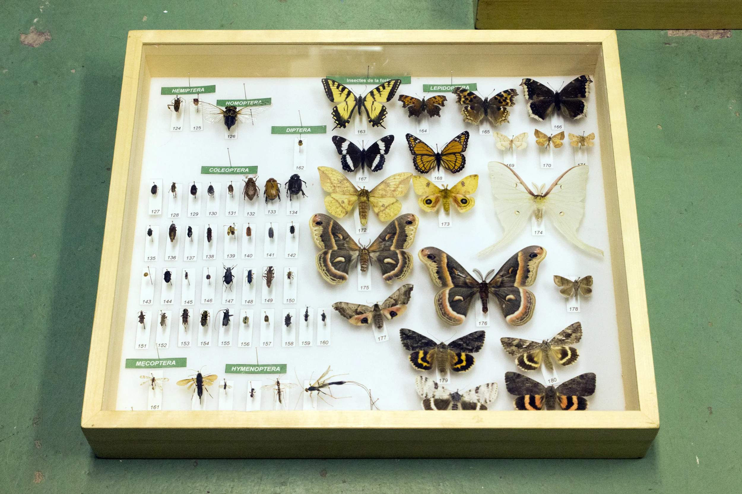 Papillons du Québec