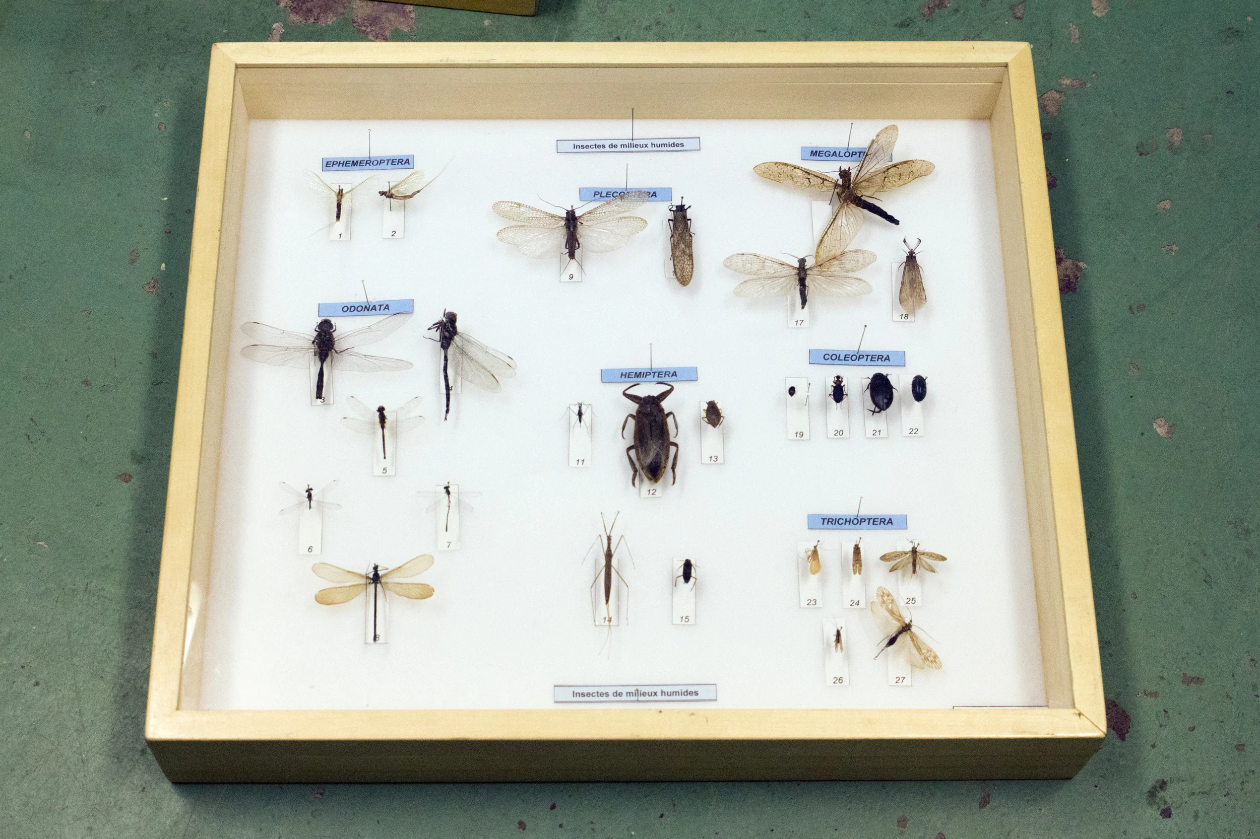 Insectes du Québec