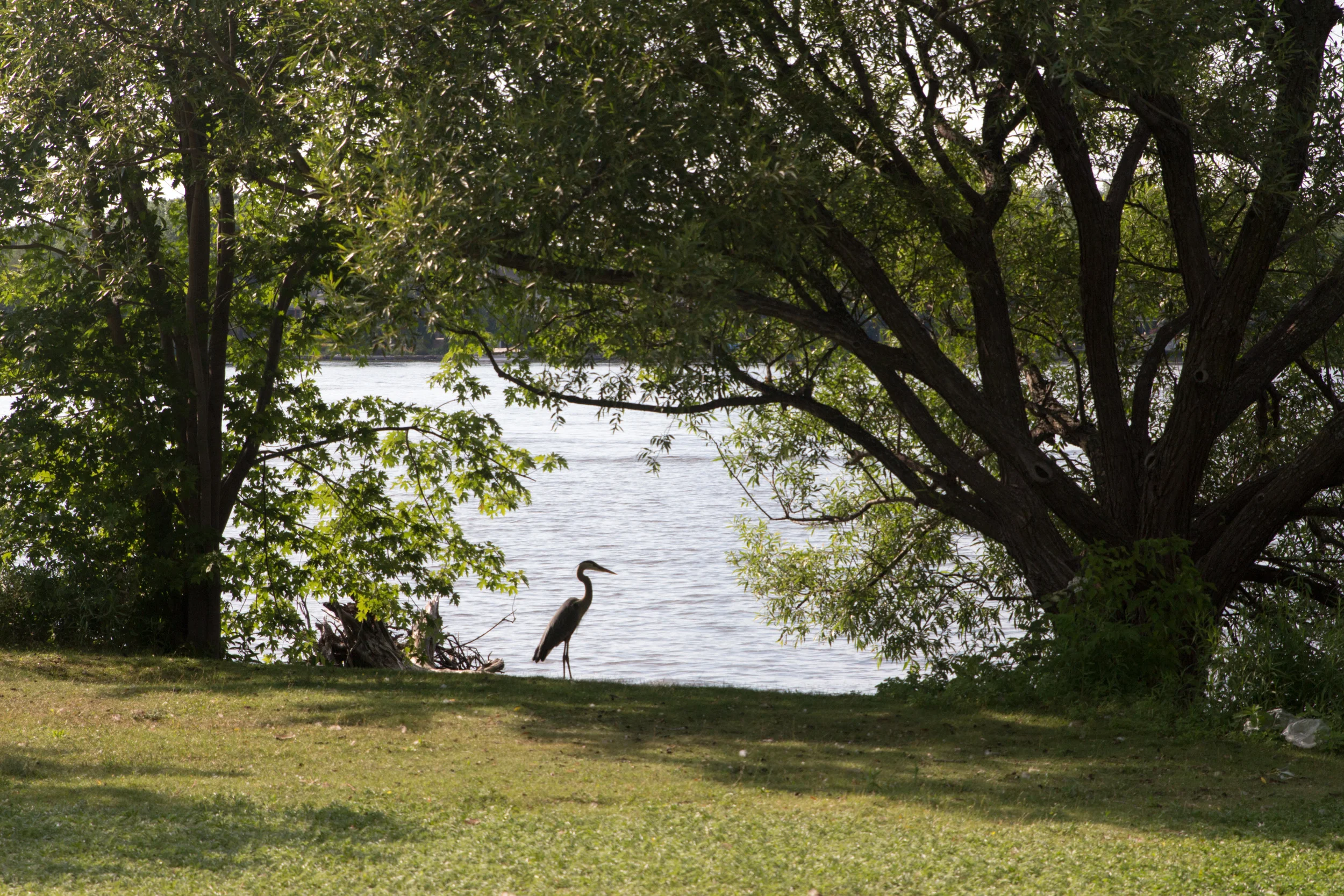 Grand héron / Great heron / Parc de la merci / Ahuntsic