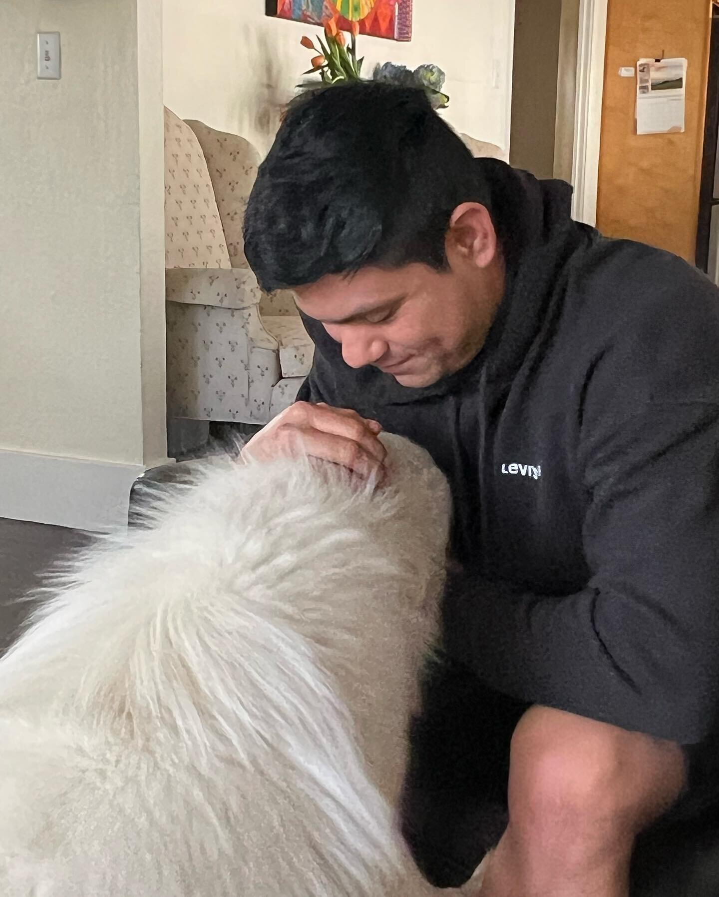 Winter has been fostered!  He was rescued by @sfsamoyedrescue and the good people there. He is now heading to a board-and-train in Modesto to help him learn more and prepare him in training for his forever home.  We need your help!  I&rsquo;m raising