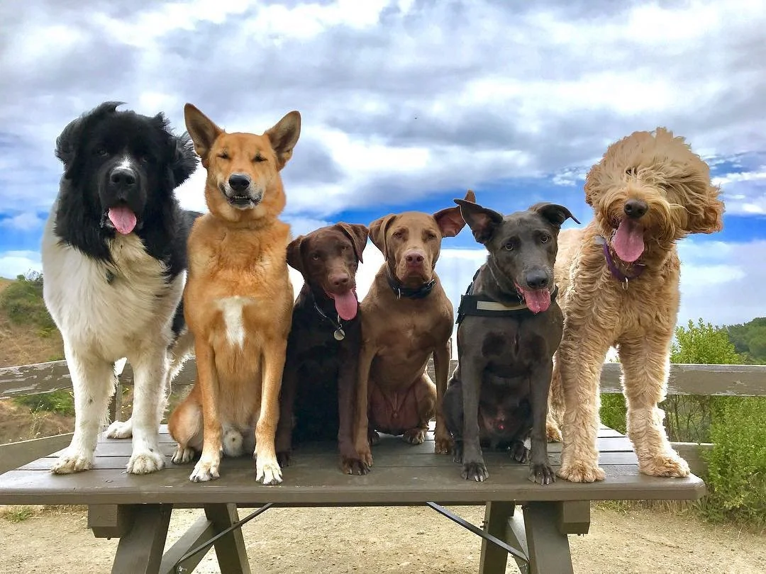 My dog pack 🐾 - Follow @barking.buddhas for more pack pics