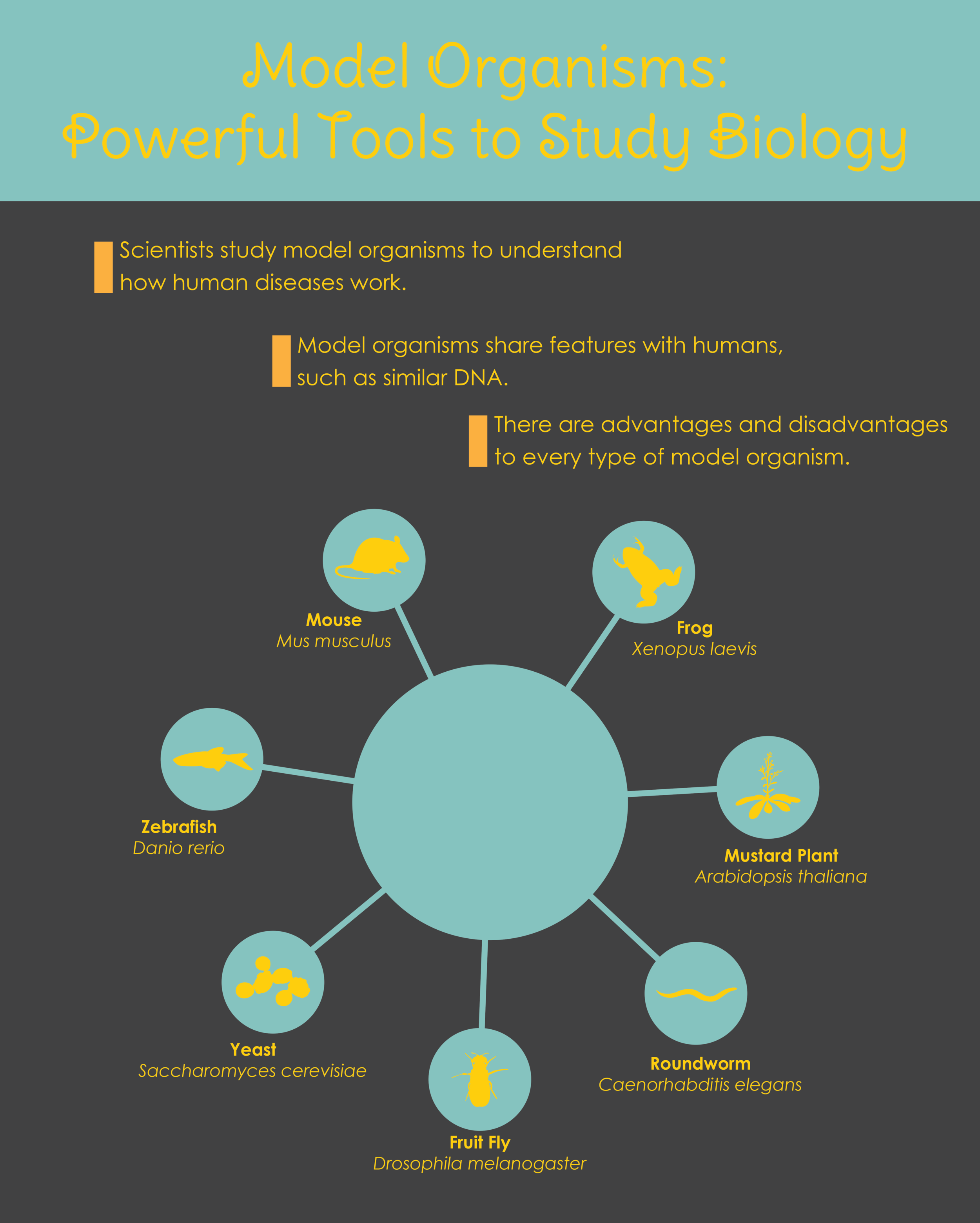 Model Organisms_Redo.png
