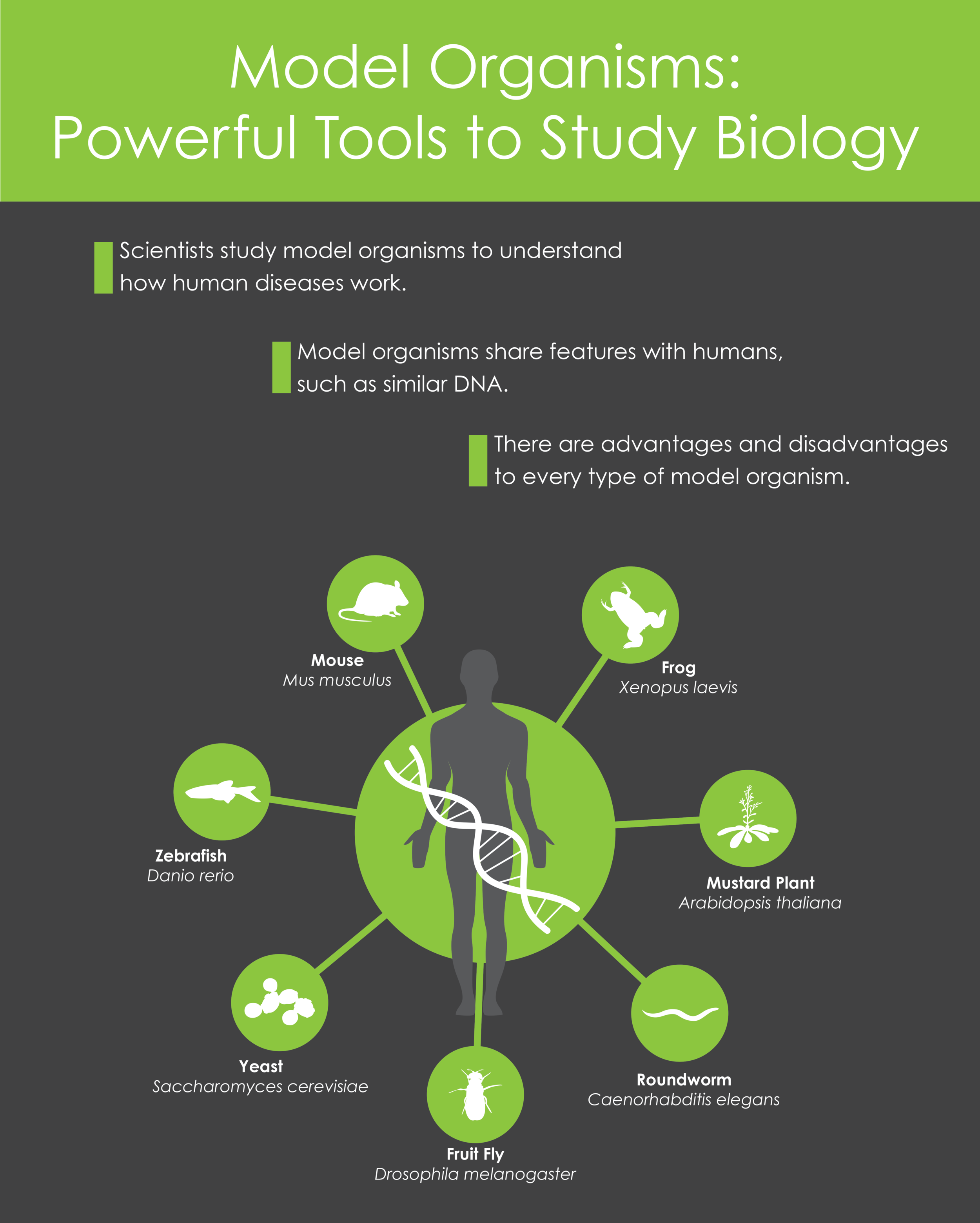 Model Organisms_Update_3.png