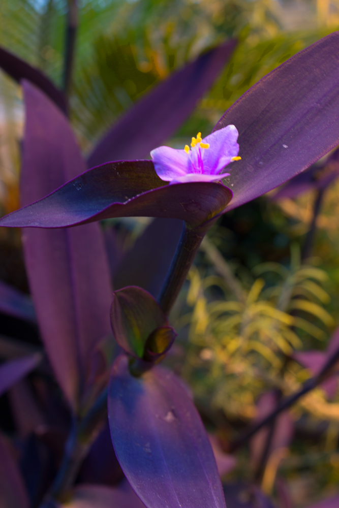 Greenhouse__0239 copy.png