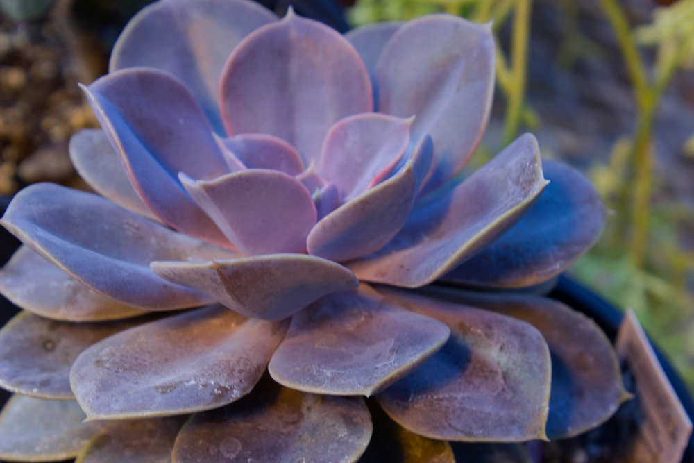 Greenhouse__0236 copy.png