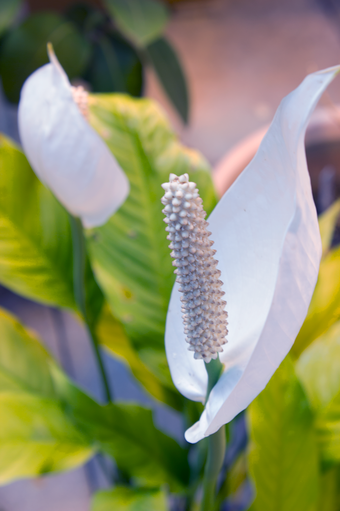 Greenhouse__0265 copy.png