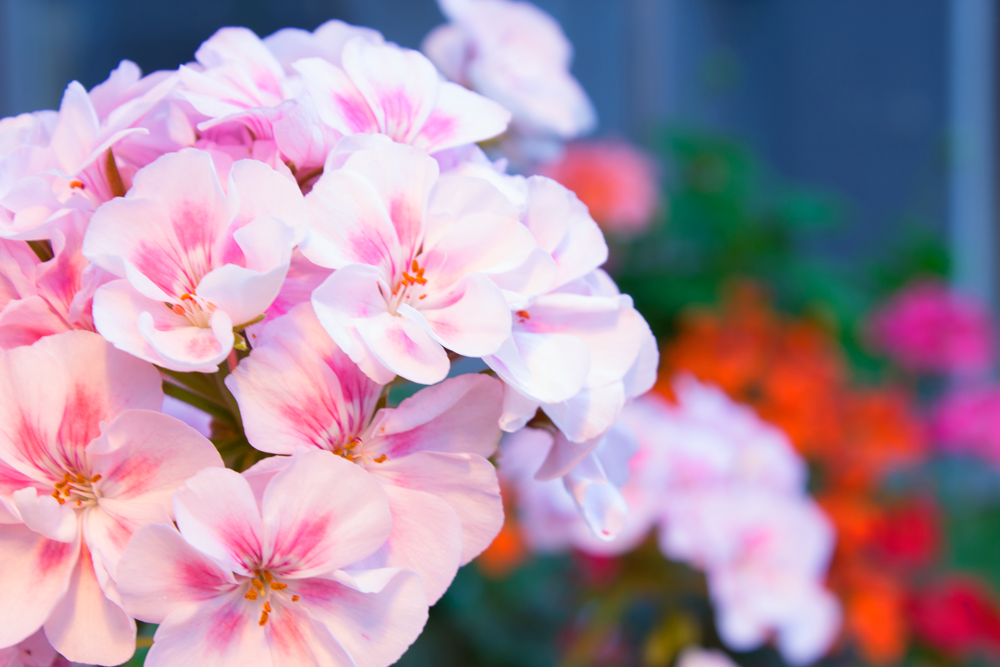 Greenhouse__0271 copy.png