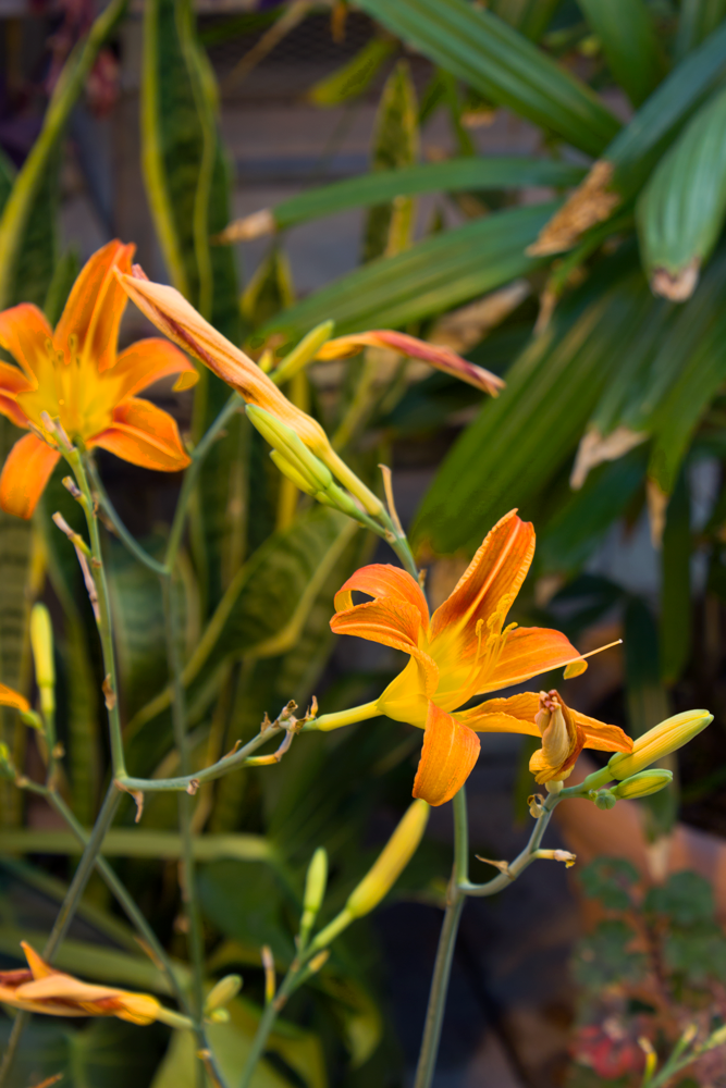 Greenhouse__0290 copy.png