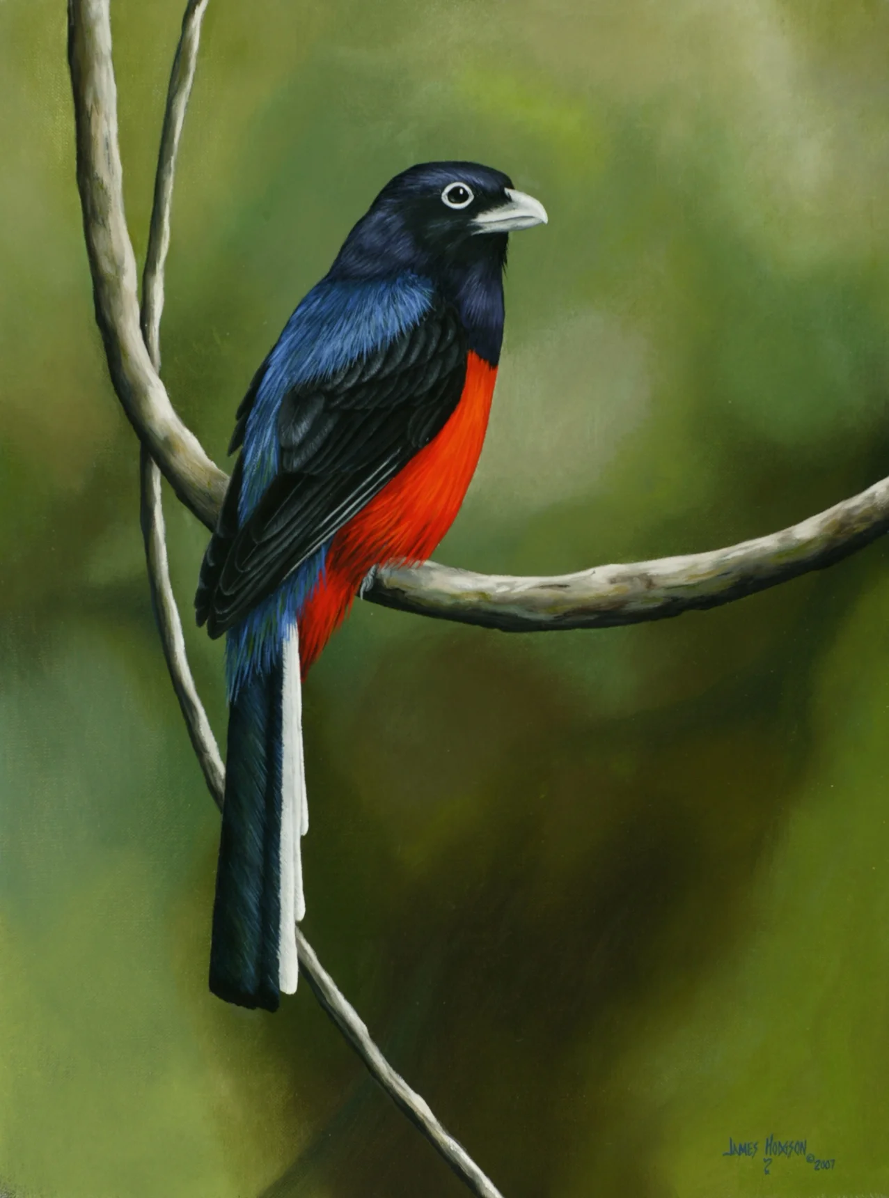 Baird's Trogon