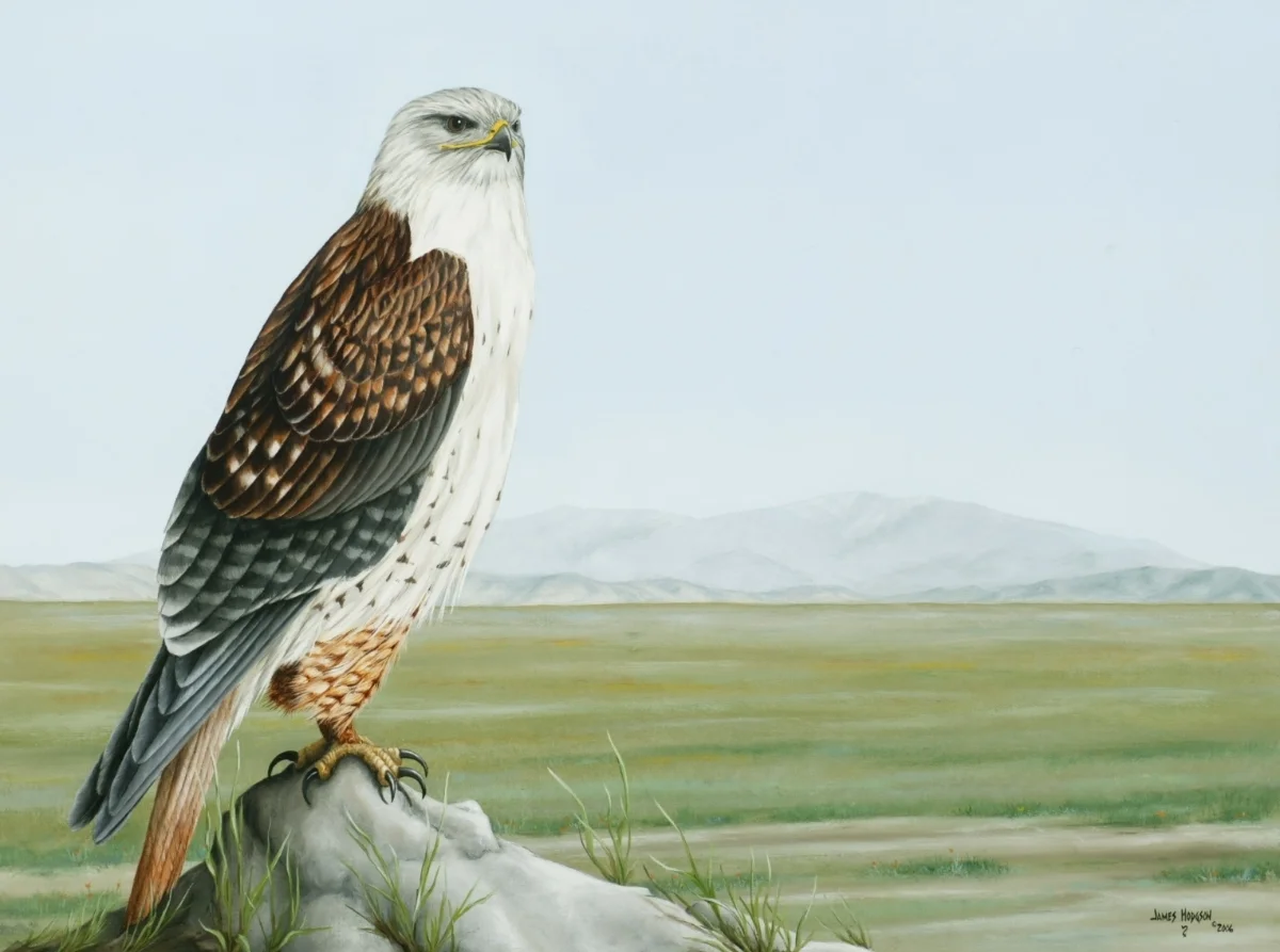 Ferruginous Hawk