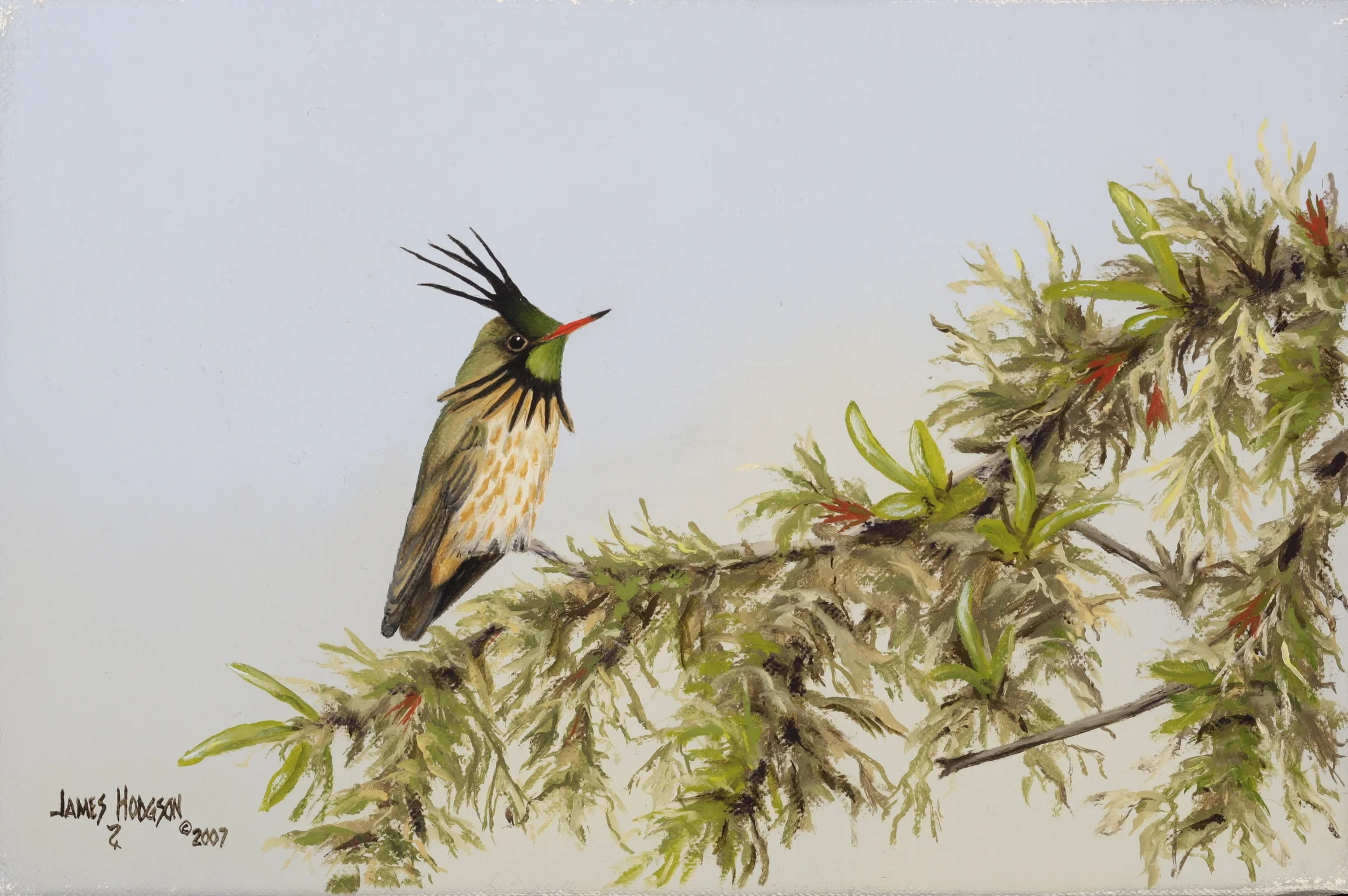 Black-crested Coquette