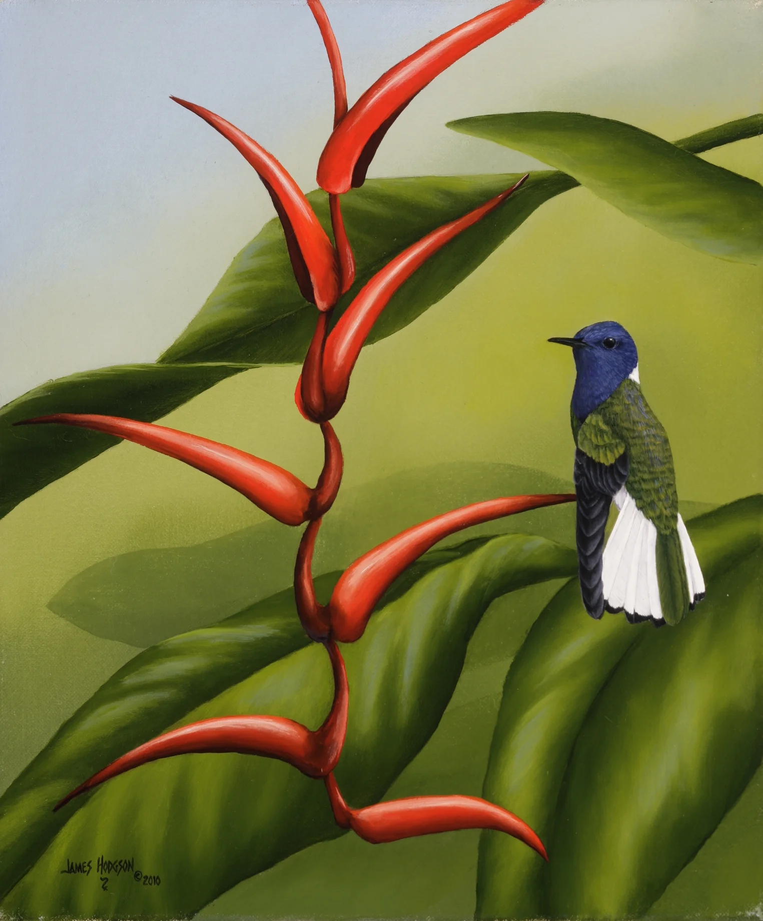 White-necked Jacobin