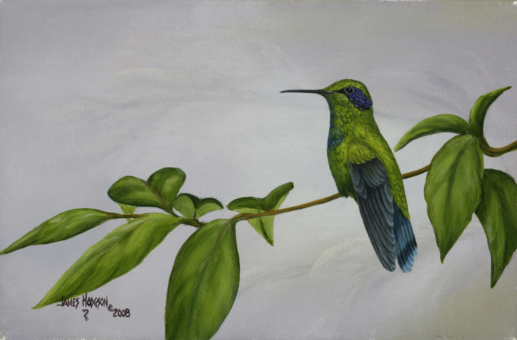 Green Violet-ear