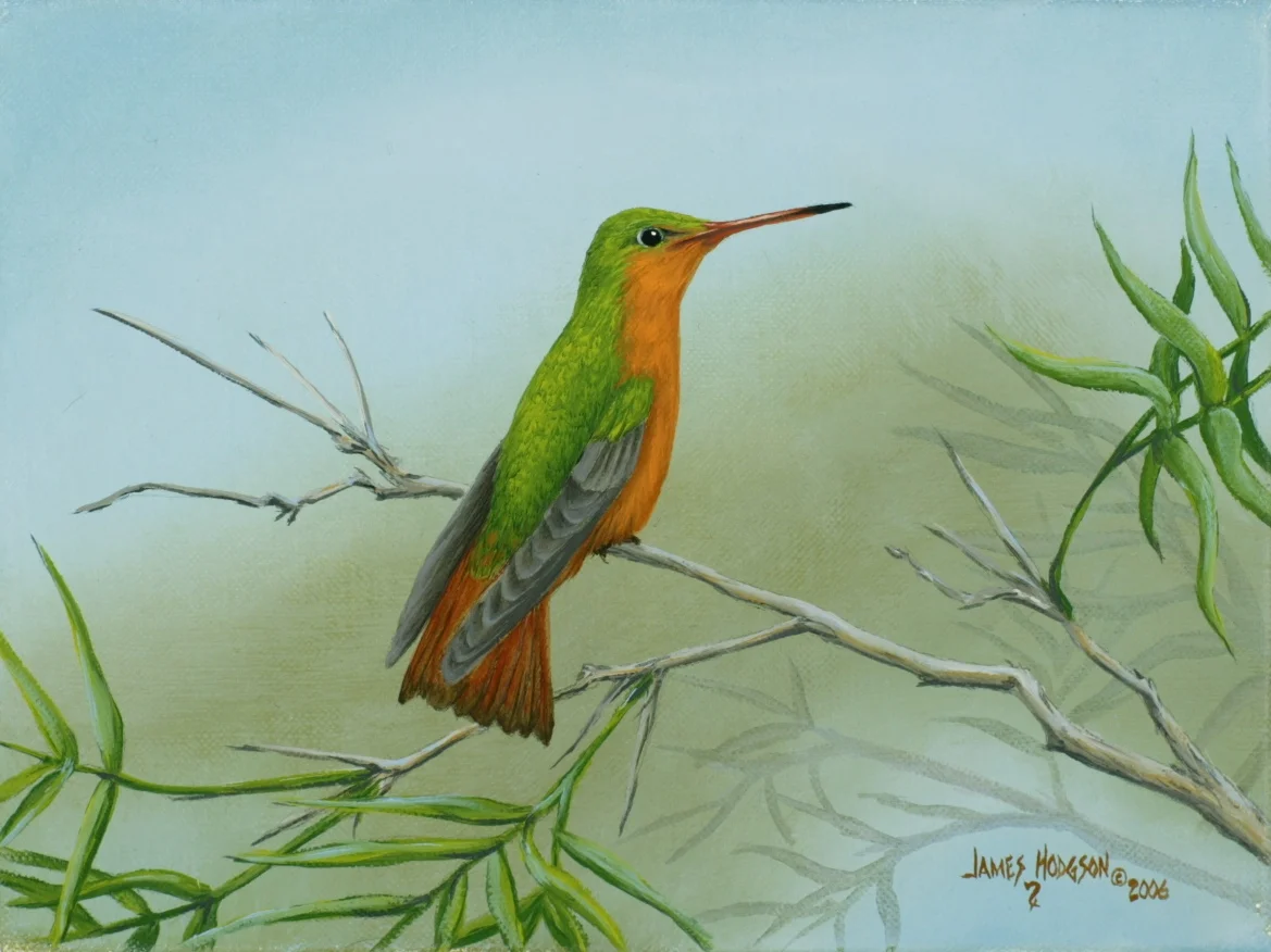 Cinnamon Hummingbird