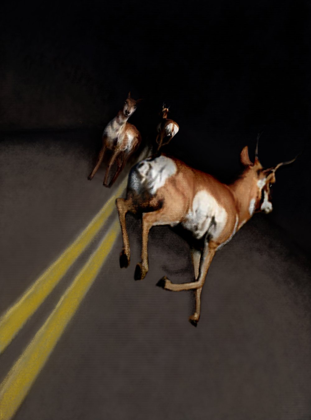 Pronghorn.jpg