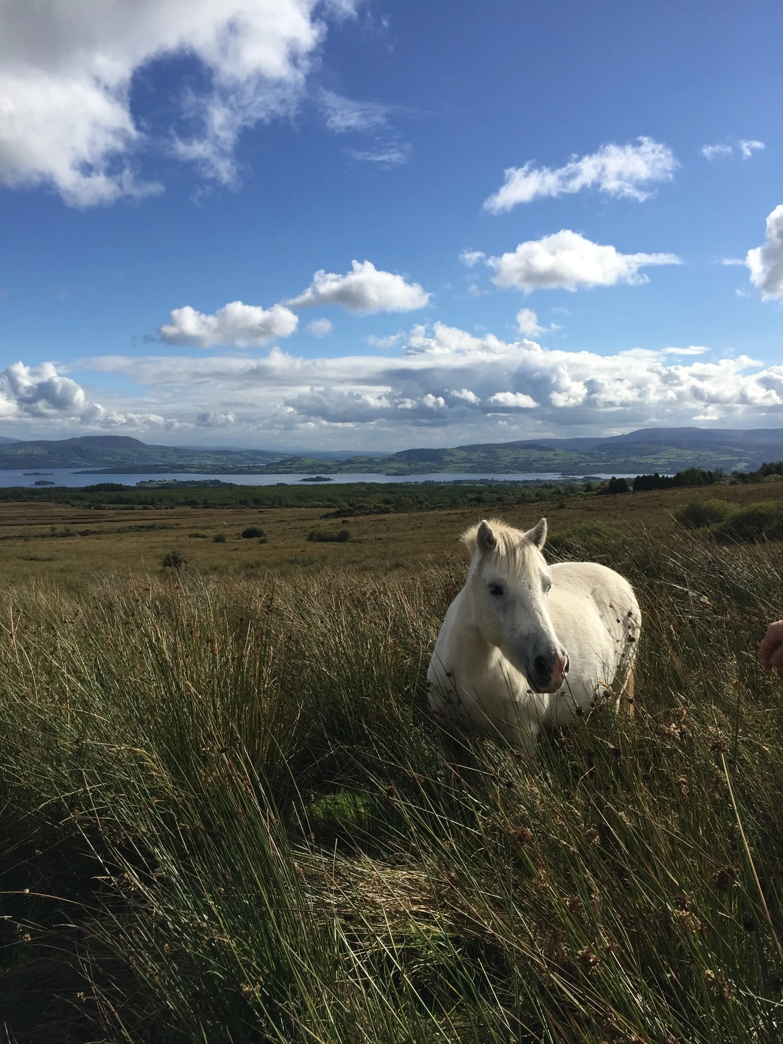 Running in Ireland sure has its moments!