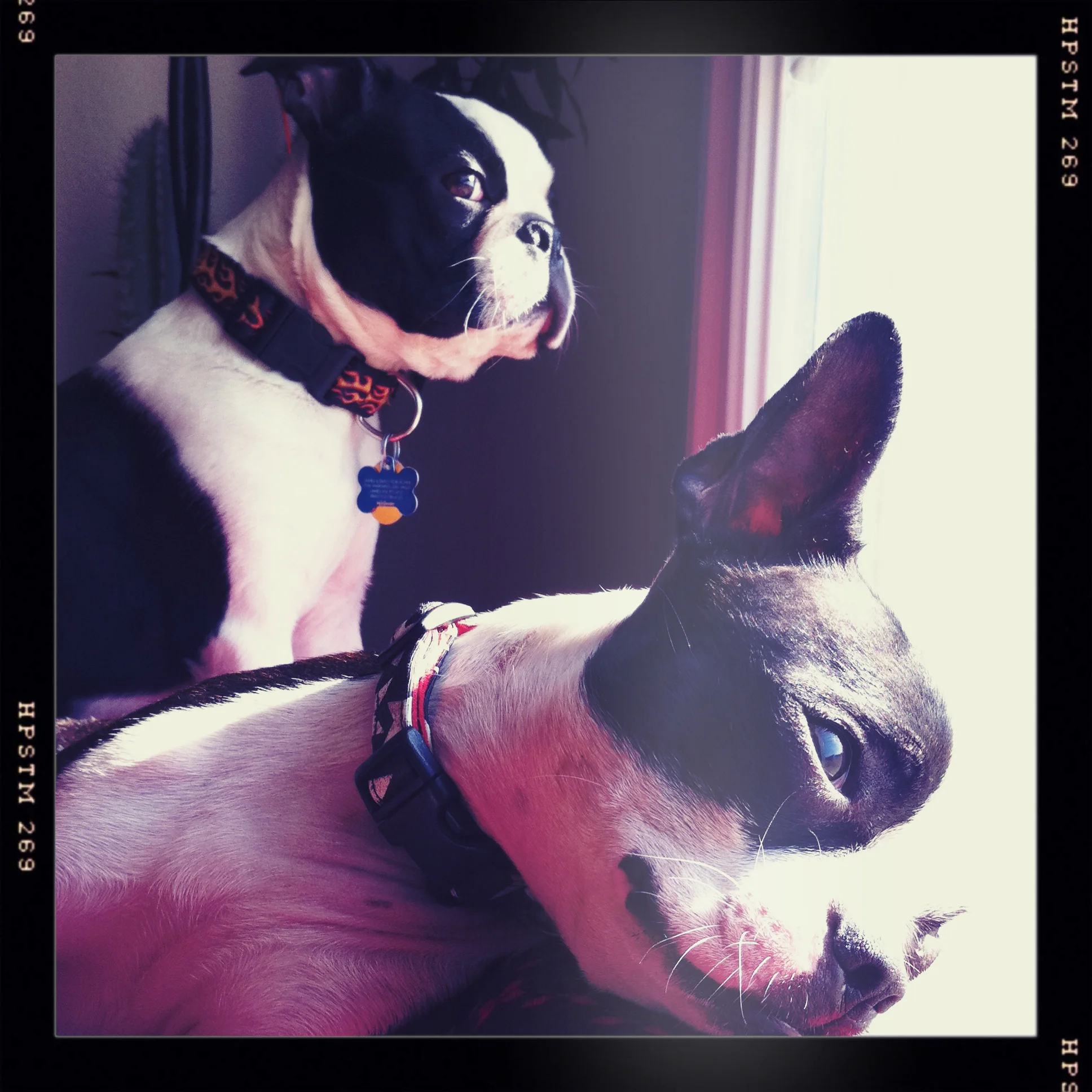 Obligatory photo of my nerds, Gus and Gilley. 