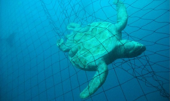 The Report lists five turtles caught in the trial period, one Green Turtle died on the net.