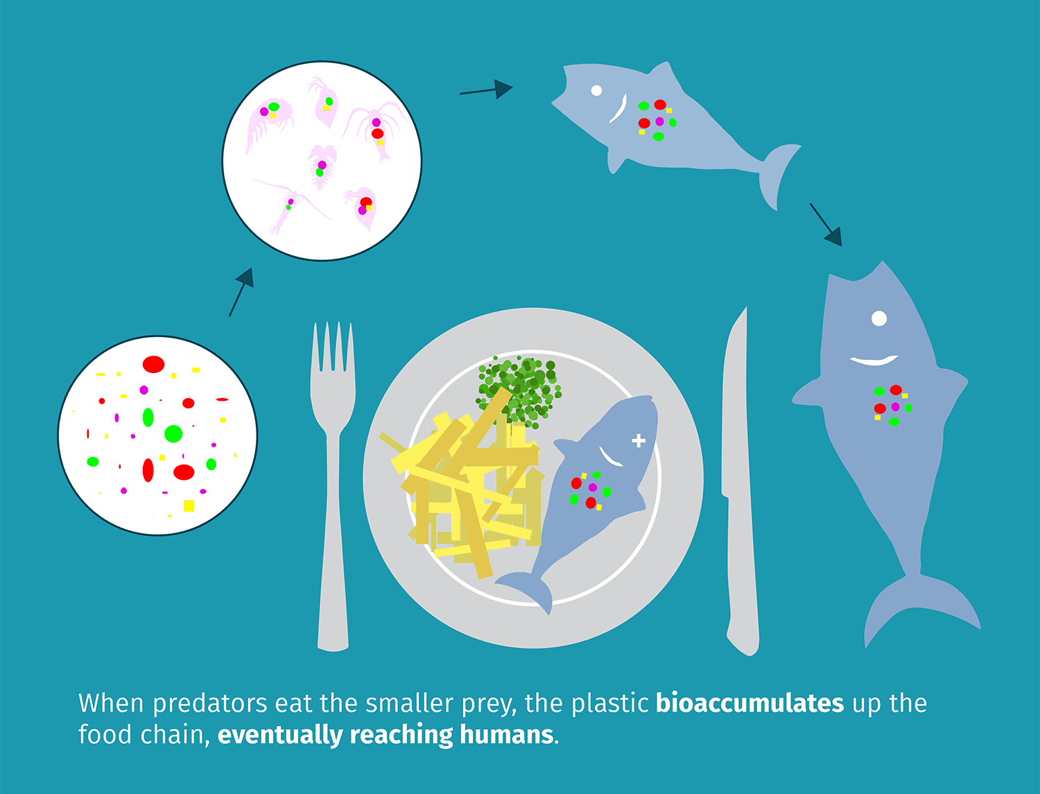 bioaccumulation.gif