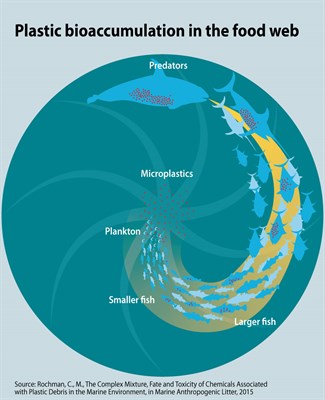 plastic-bioaccumulation-in-the-food-web_3ba9.jpg