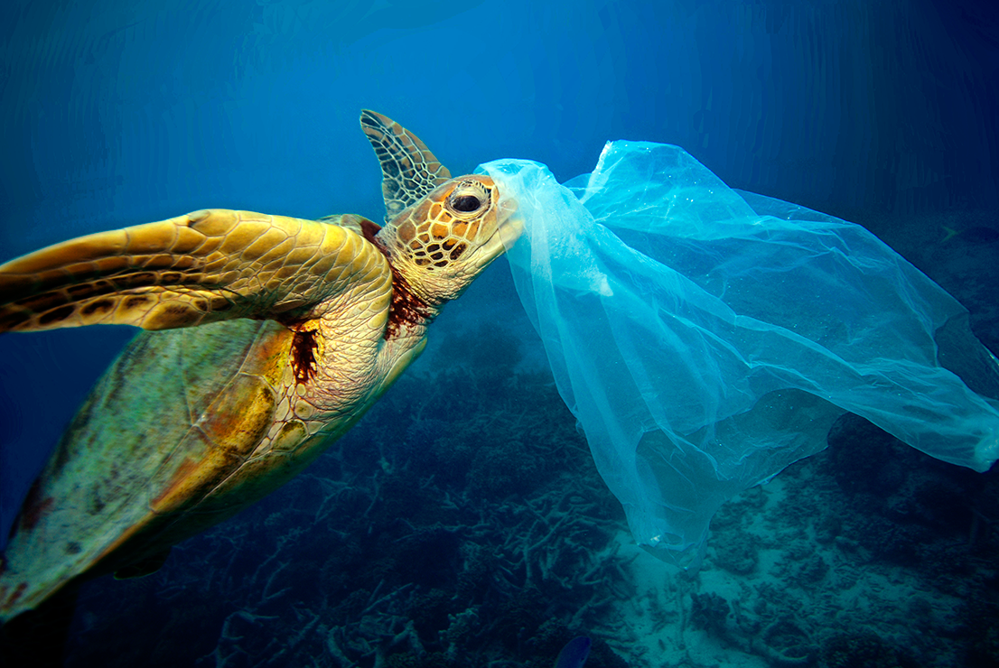 JL-Turtle-Eating-Plastic-Bag-Copyright-Troy-Mayne.png
