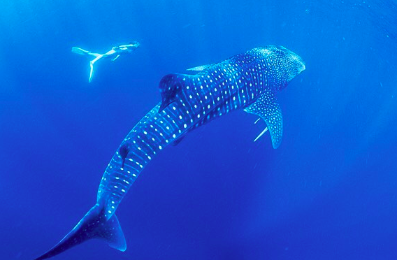 A year ago an endangered, 18-foot whale shark washed up dead on a beach in India. Inside it's belly was heaps of plastic, including an entire plastic spoon. These creatures deserve better than an ocean full of our single-use plastic trash. Full article here .