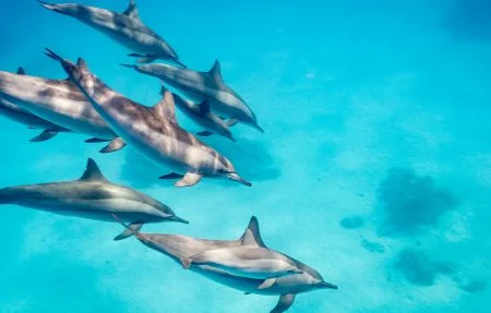 dolphins-maayafushi-1200x675-450x287_c.jpg