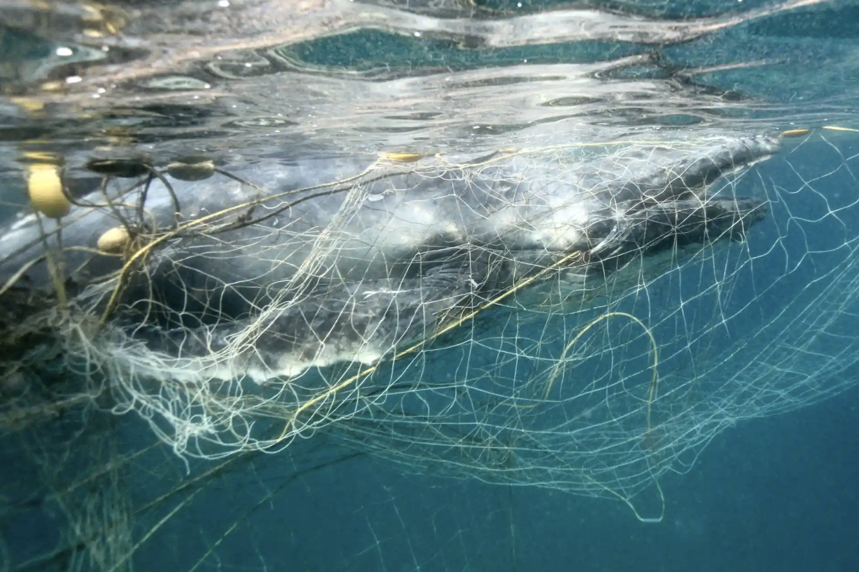 TAKE ACTION : REMOVE SHARK NETS — i quit plastics