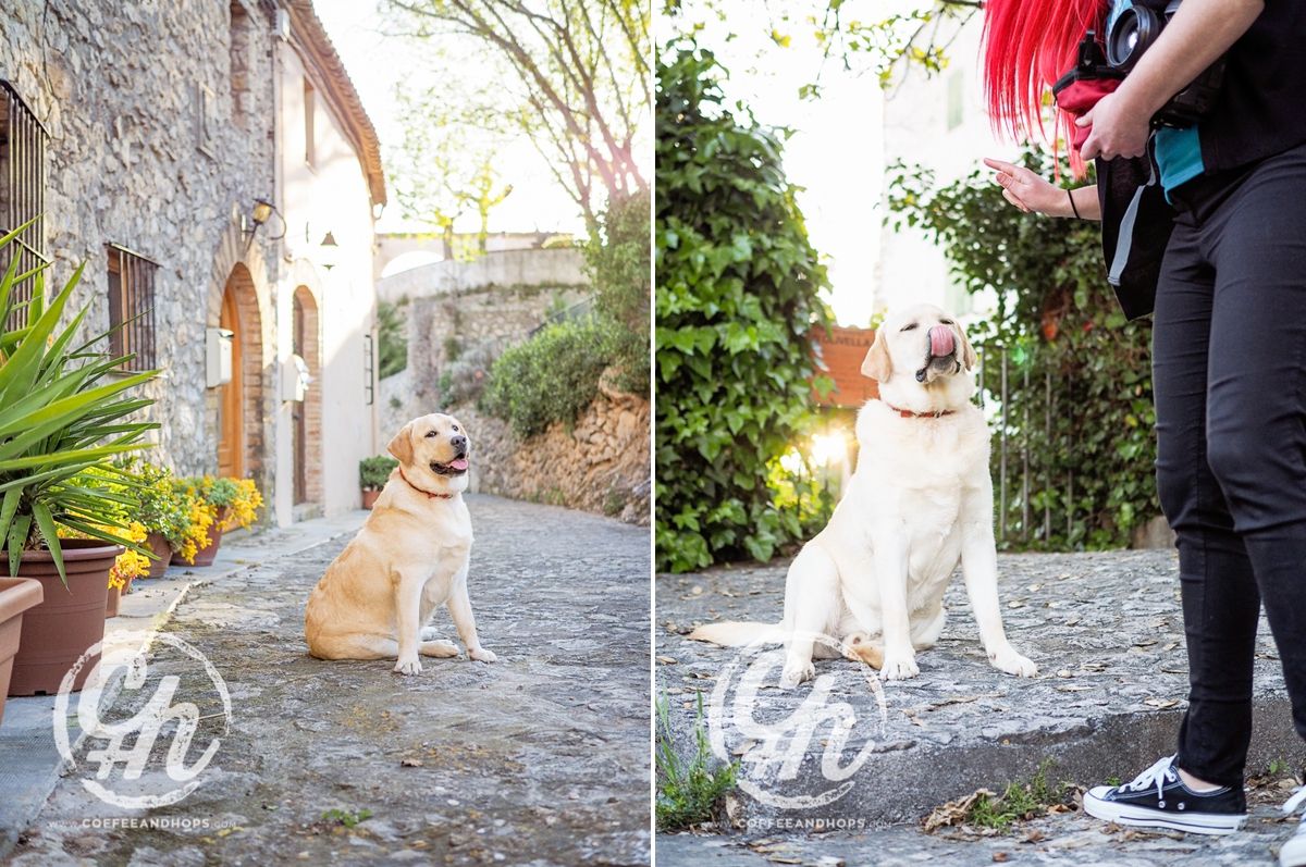 NEY, the labrador