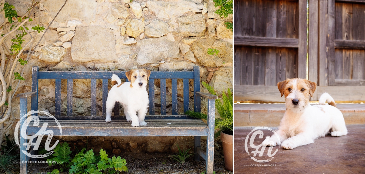 TEO, the jack russell