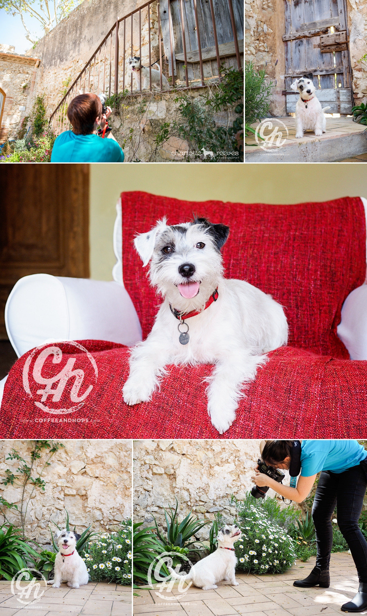 ELSA (Teo's sister), the jack russell