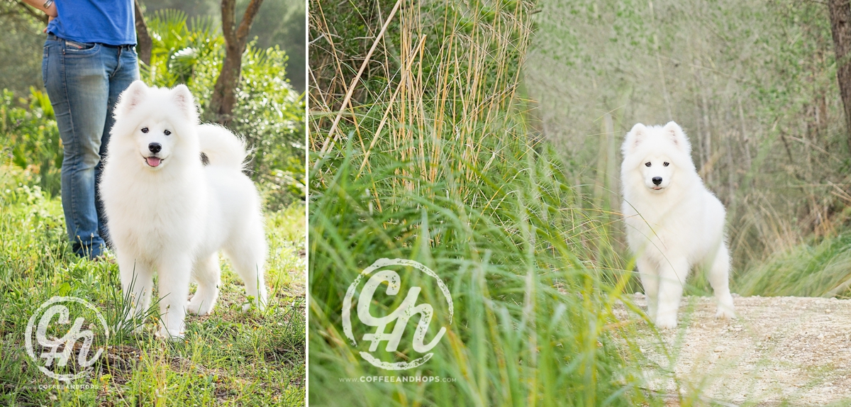 SASHA, the samoyed